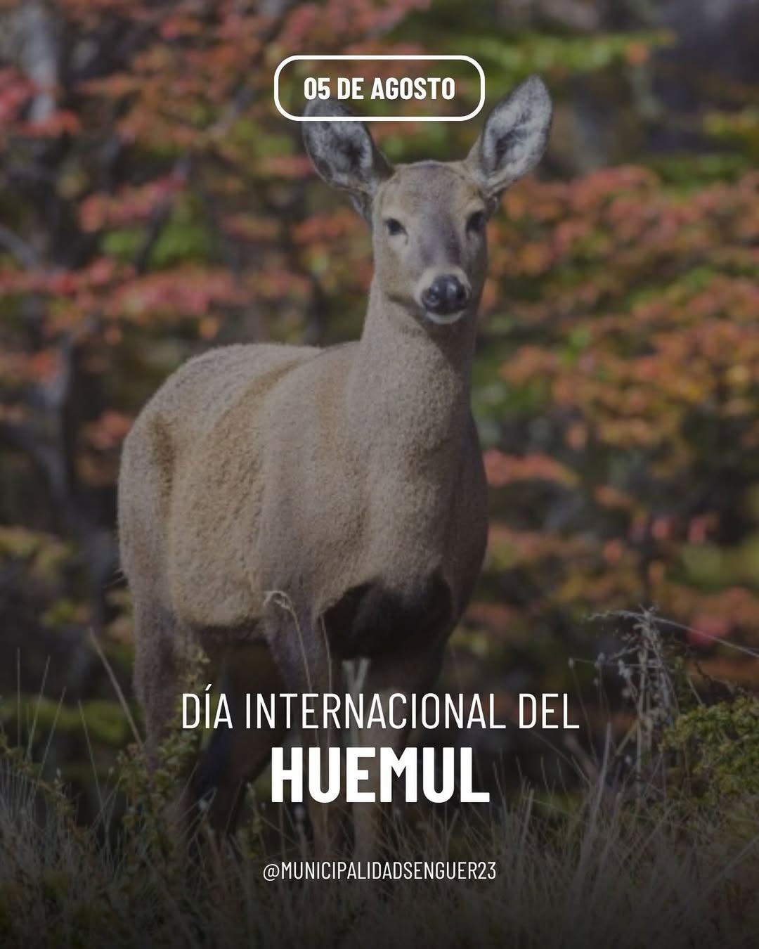 Día Internacional del Huemul